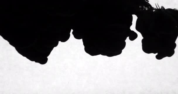 Droping fekete tinta a víz, a fehér háttér mögött — Stock videók
