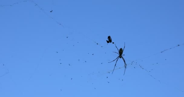 Pavouk jde létat po síti. Černožlutý zahradní pavouk ho chytí a zabalí do kokonu. Arachnid na pavučině ve volné přírodě balení a jíst kořist. — Stock video