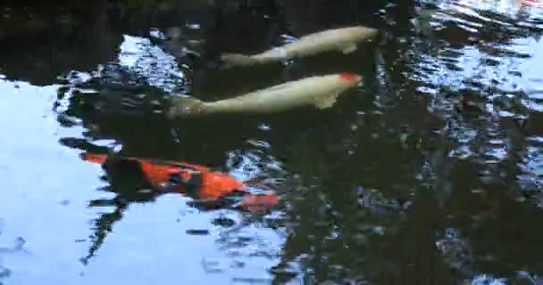 Carpa de natação na lagoa na aldeia Gyokuro em Shizuoka Japão — Vídeo de Stock