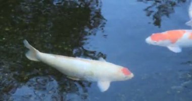 Swimming carp in the pond at Gyokuro village in Shizuoka Japan