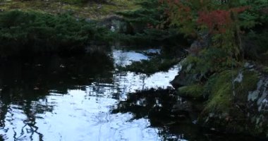 Shizuoka 'daki Gyokuro köyünde sonbaharda kırmızı yapraklar.