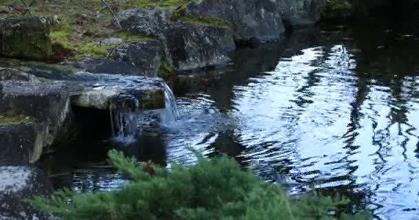 Carpa de natación en el estanque del pueblo de Gyokuro en Shizuoka Japón — Vídeo de stock
