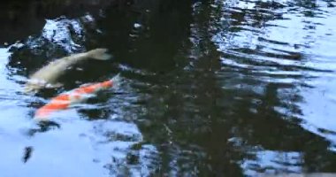 Swimming carp in the pond at Gyokuro village in Shizuoka Japan