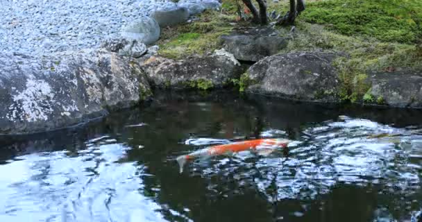 Swimming carp in the pond at Gyokuro village in Shizuoka Japan — Vídeos de Stock