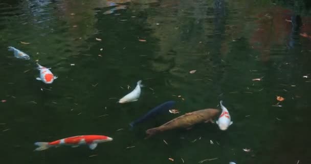 Natation de la carpe dans l'étang du village de Gyokuro à Shizuoka Japon — Video