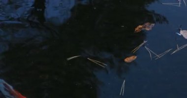 Shizuoka Japonya 'nın Gyokuro köyündeki gölde sazan balığı yüzüyor.