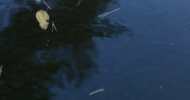 Swimming carp in the pond at Gyokuro village in Shizuoka Japan — Stock Video