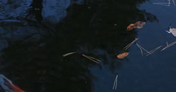 Natation de la carpe dans l'étang du village de Gyokuro à Shizuoka Japon — Video