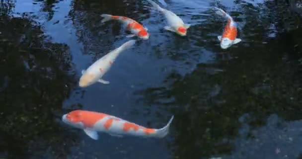 Plavání kapra v rybníku ve vesnici Gyokuro v Shizuoka Japan — Stock video