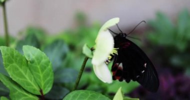 Gündüz vakti bahçede, çiçeğin üzerinde siyah bir kelebek.