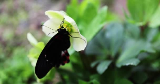 A black butterfly on the flower in the garden daytime — Video
