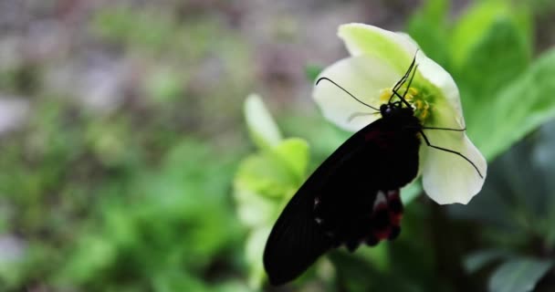 在花园里的花朵上，一只黑色的蝴蝶在白天 — 图库视频影像