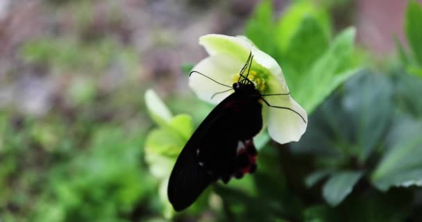 A black butterfly on the flower in the garden daytime — Stock video