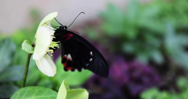 Una mariposa negra en la flor en el jardín durante el día — Vídeo de stock