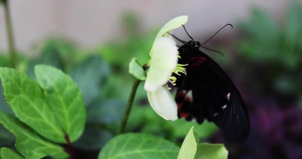 A black butterfly on the flower in the garden daytime — Wideo stockowe