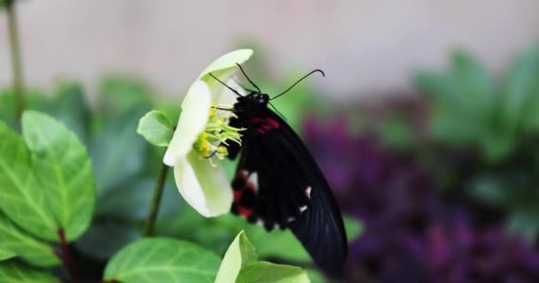 A black butterfly on the flower in the garden daytime