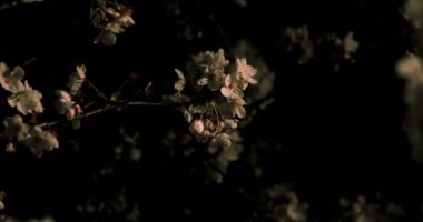 Gece orta çekim de Tokyo'da parkta Kiraz çiçeği