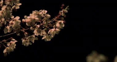 Gece yakın çekimde Tokyo'da parkta kiraz çiçeği