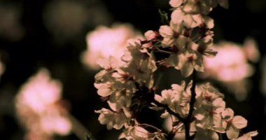 Gece yakın çekimde Tokyo'da parkta kiraz çiçeği