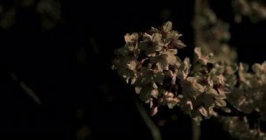 Gece orta çekim de Tokyo'da parkta Kiraz çiçeği