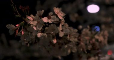 Gece yakın çekimde Tokyo'da parkta kiraz çiçeği