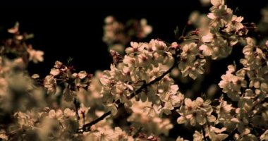 Gece orta çekim de Tokyo'da parkta Kiraz çiçeği