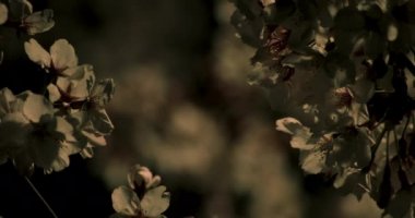 Gece yakın çekimde Tokyo'da parkta kiraz çiçeği