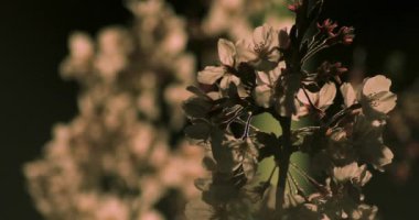 Gece yakın çekimde Tokyo'da parkta kiraz çiçeği