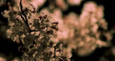 Gece yakın çekimde Tokyo'da parkta kiraz çiçeği