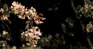 Gece orta çekim de Tokyo'da parkta Kiraz çiçeği