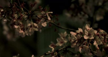 Gece orta çekim de Tokyo'da parkta Kiraz çiçeği