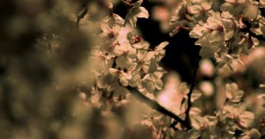 Gece orta çekim de Tokyo'da parkta Kiraz çiçeği
