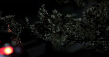 Gece orta çekim de Tokyo'da parkta Kiraz çiçeği