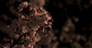 Gece yakın çekimde Tokyo'da parkta kiraz çiçeği