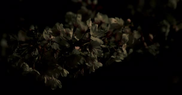 Kirschblüte im Park in Tokio in der Nacht Nahaufnahme — Stockvideo