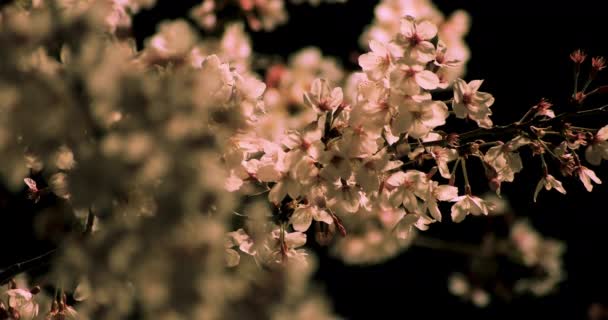 Kirschblüte im Park in Tokio bei Nacht mittel geschossen — Stockvideo