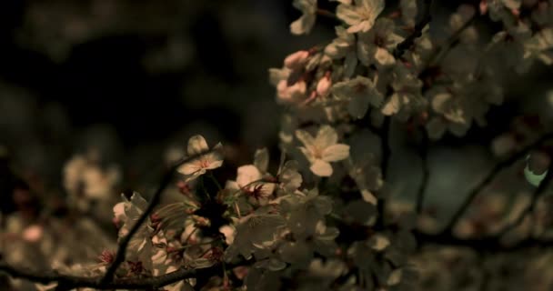 Kvetoucí třešňový Park v Tokiu v noci střední záběr — Stock video