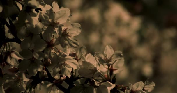 Cherry Blossom i parken i Tokyo på natten närbild — Stockvideo