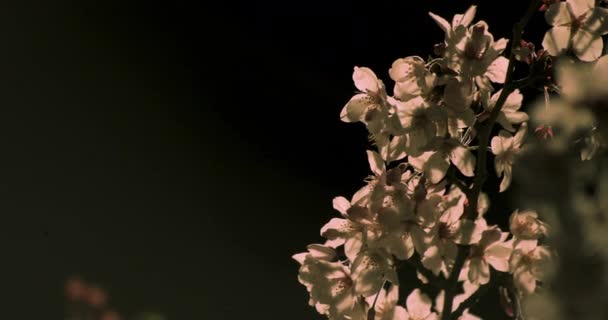 Kwiat wiśni w parku w Tokio w nocy zbliżenie — Wideo stockowe
