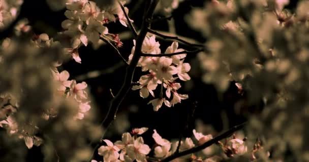 Cherry Blossom i parken i Tokyo på natten medium shot — Stockvideo