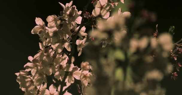 Kwiat wiśni w parku w Tokio w nocy zbliżenie — Wideo stockowe