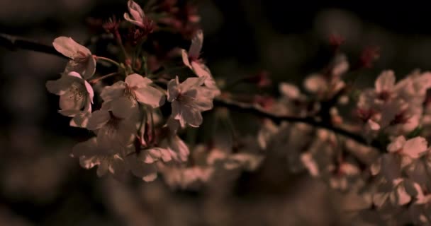 Kvetoucí třešeň v parku v Tokiu při noční šatě — Stock video