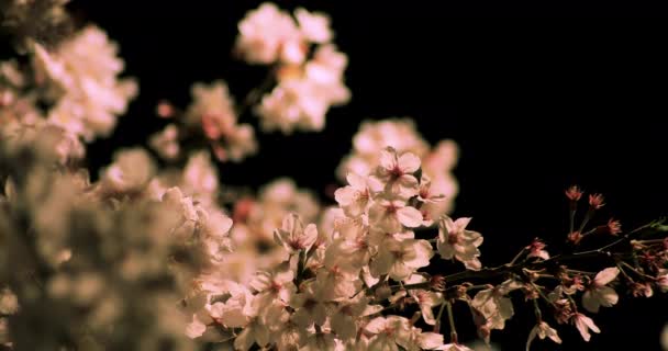 Kirschblüte im Park in Tokio in der Nacht Nahaufnahme — Stockvideo