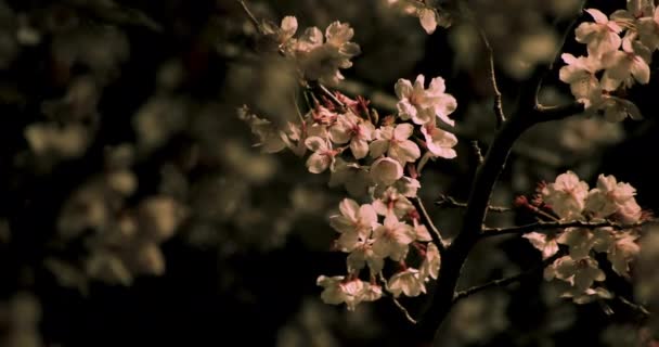 Cherry Blossom i parken i Tokyo på natten medium shot — Stockvideo