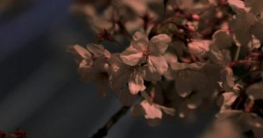 Gece yakın çekimde Tokyo'da parkta kiraz çiçeği