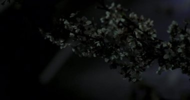 Gece orta çekim de Tokyo'da parkta Kiraz çiçeği
