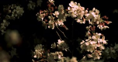 Gece orta çekim de Tokyo'da parkta Kiraz çiçeği
