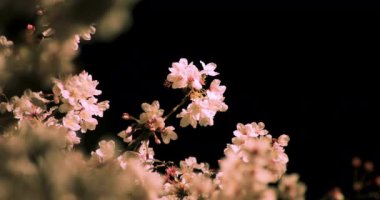 Gece orta çekim de Tokyo'da parkta Kiraz çiçeği