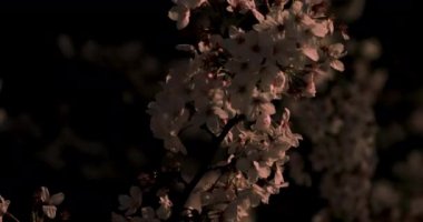 Gece yakın çekimde Tokyo'da parkta kiraz çiçeği