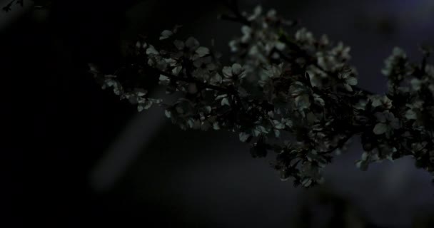 夜中撮影で東京の公園で桜 — ストック動画